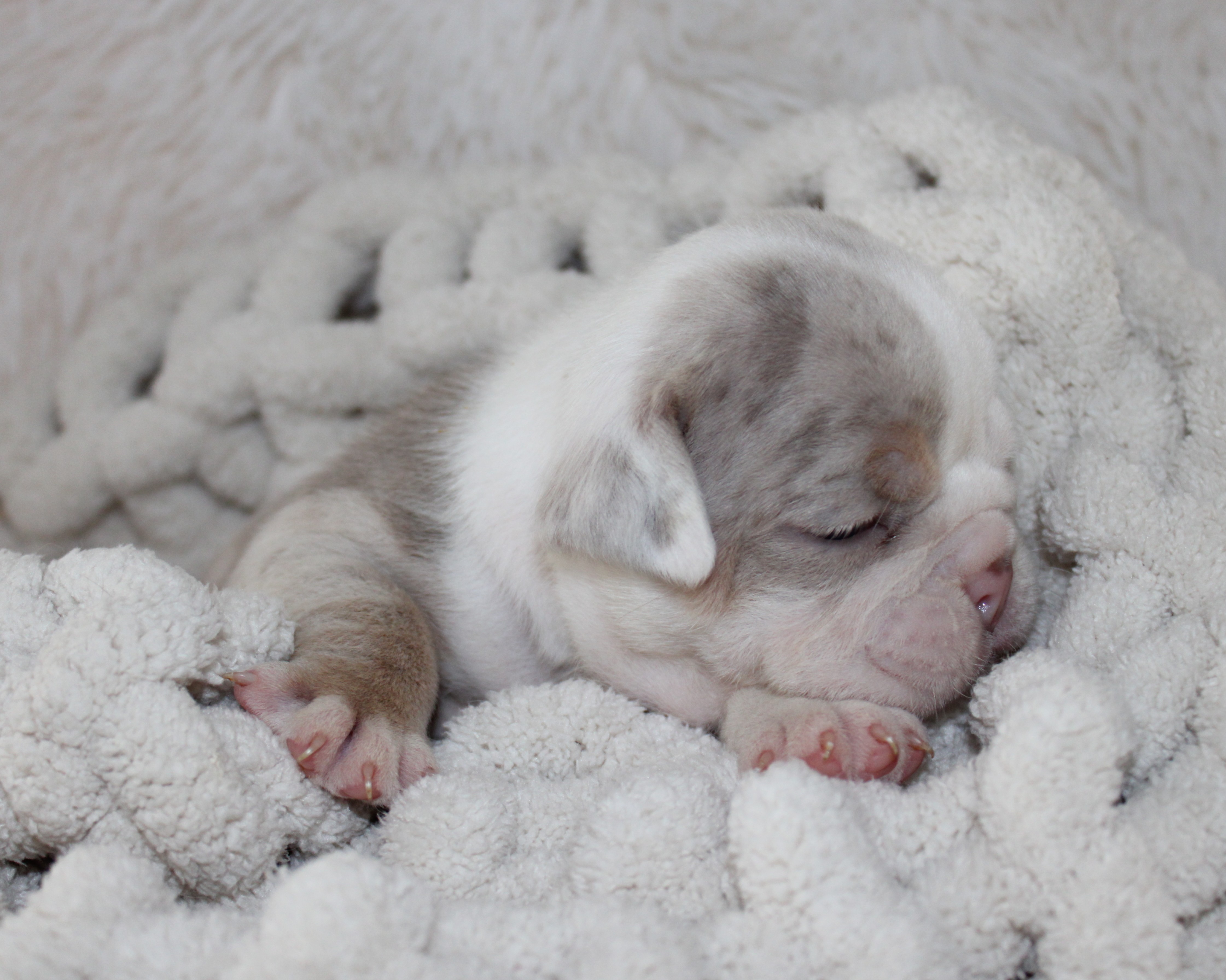 "Hattie"- English Bulldog Female born 5-26-2026 SOLD