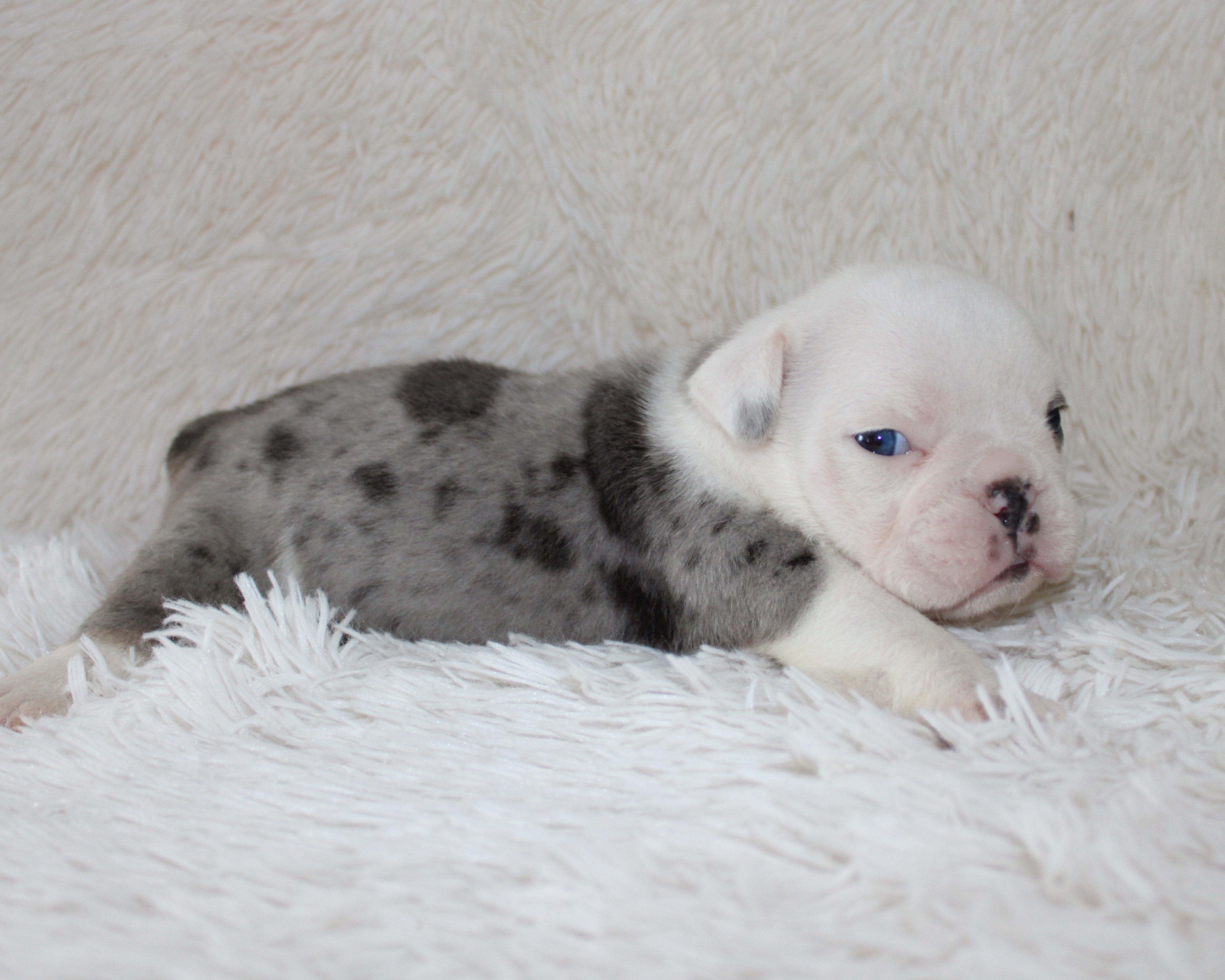 "Holly"-English Bulldog Female born 5-26-2026 RESERVED