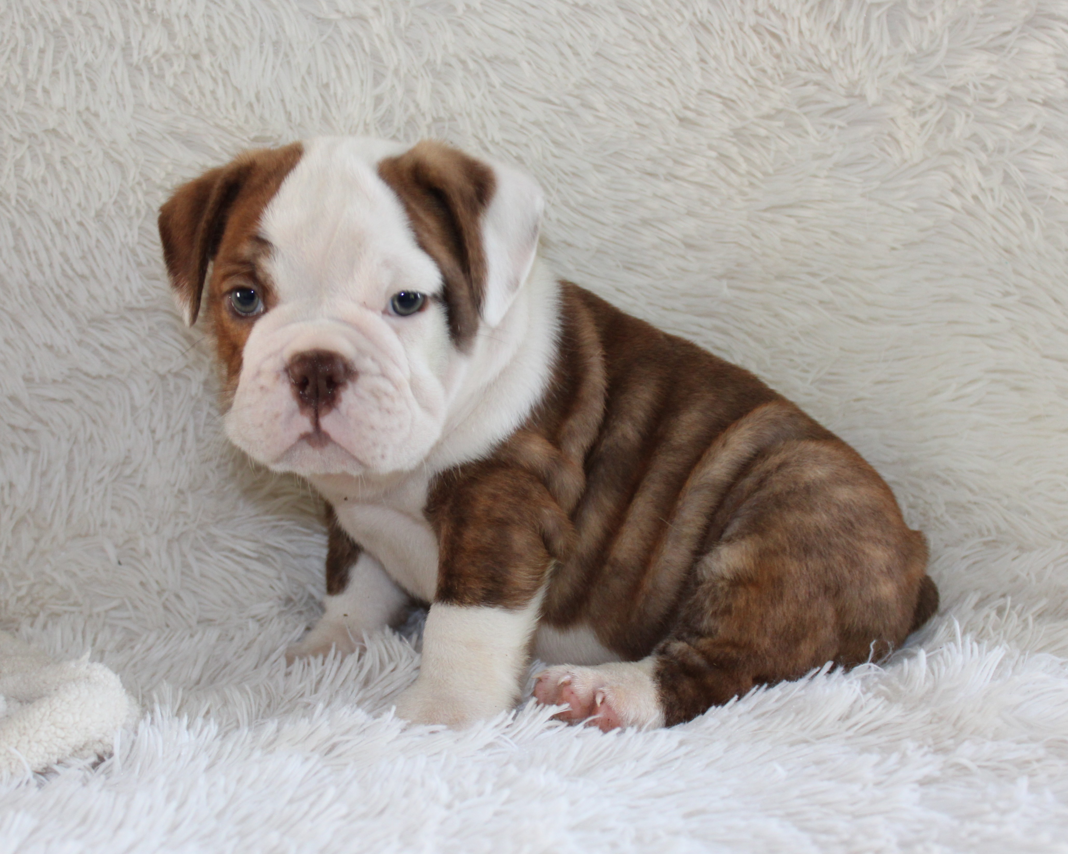 "Hudson"- English Bulldog Male born on 5-26-2026 SOLD