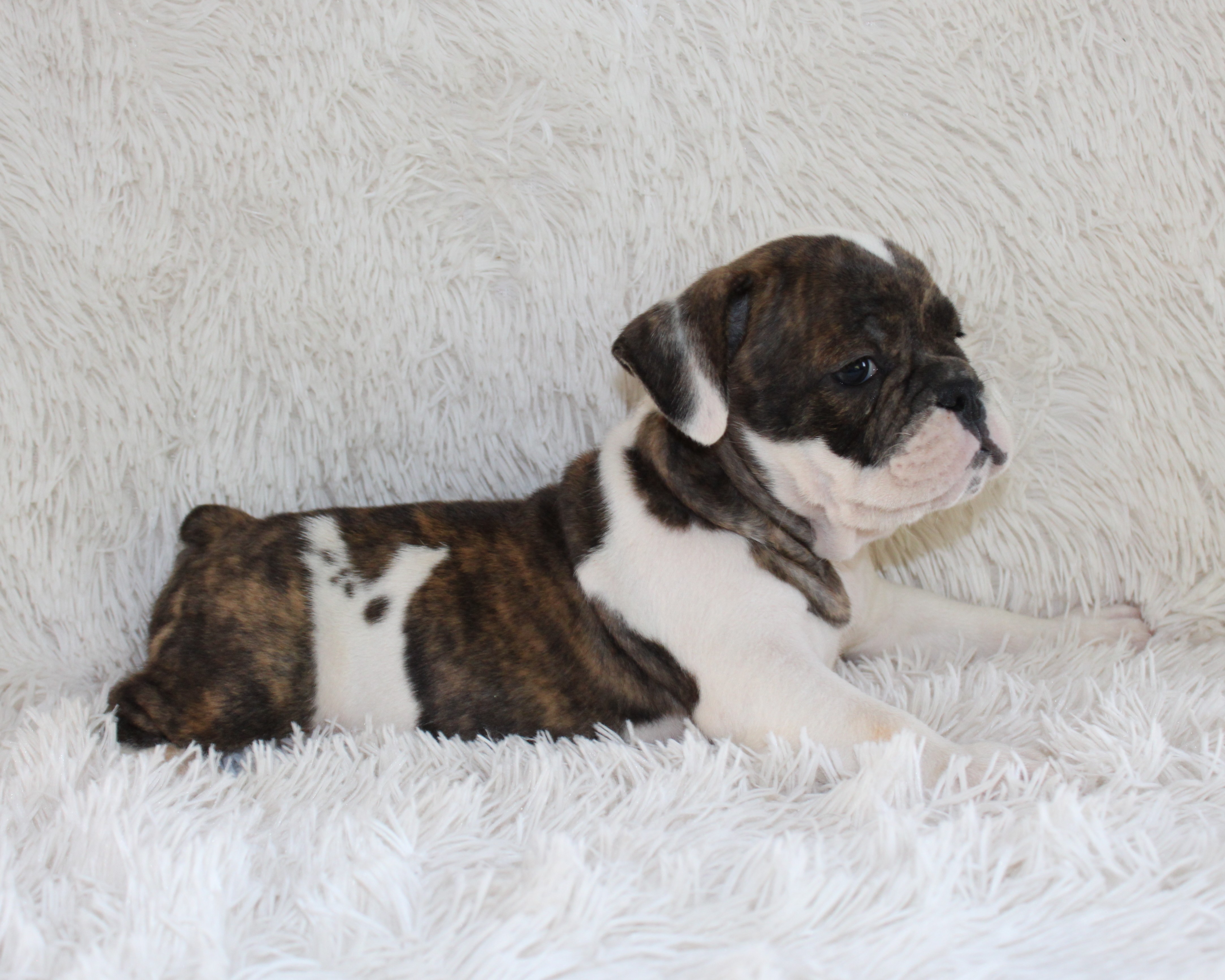 "Harry" - English Bulldog Male born on 5-26-2026   SOLD