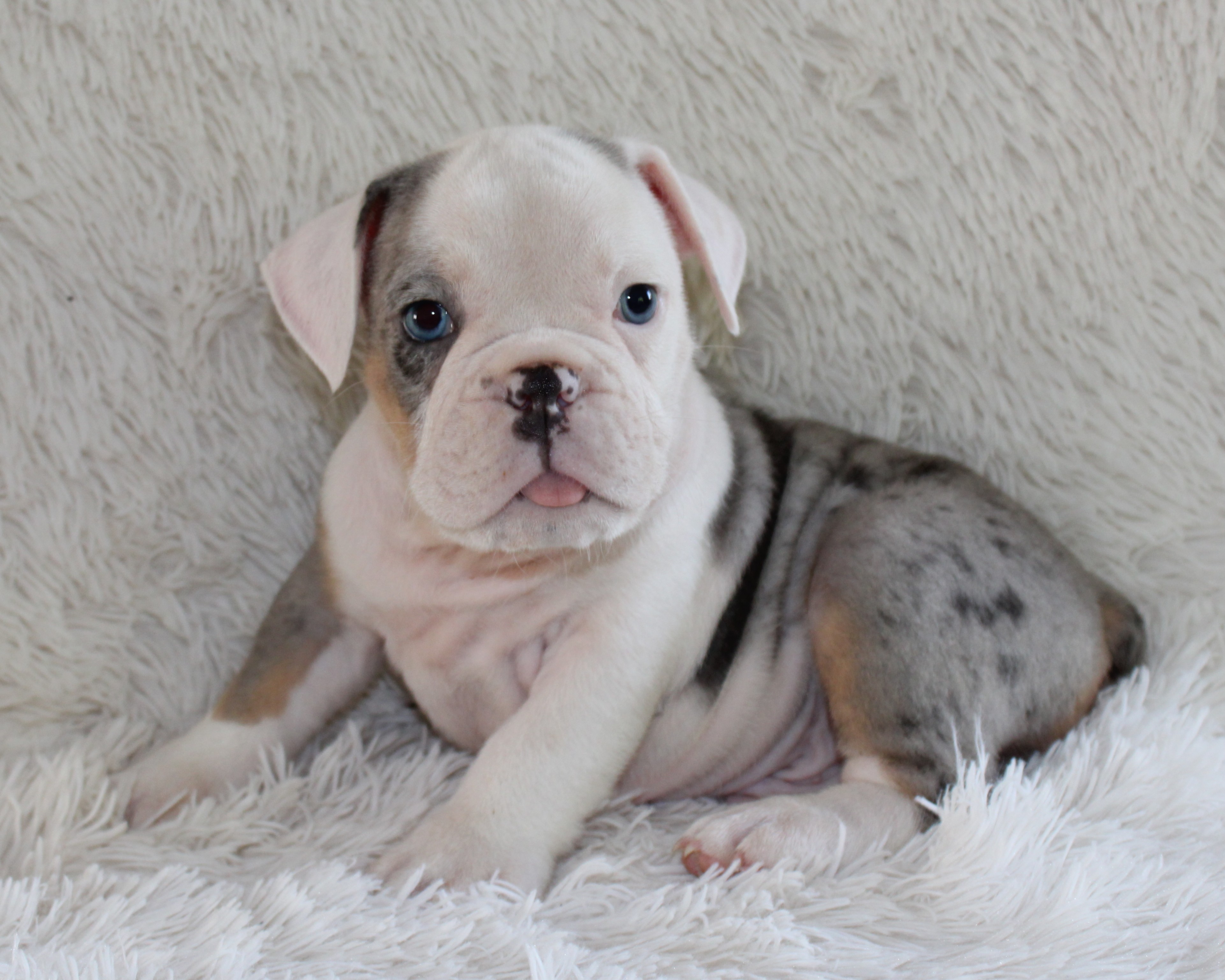 "Hayes"- English Bulldog Male born on 5-26-2026 SOLD
