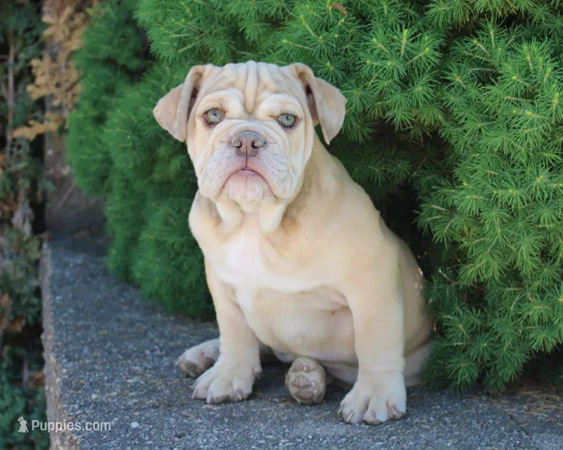 Karis - English Bulldog