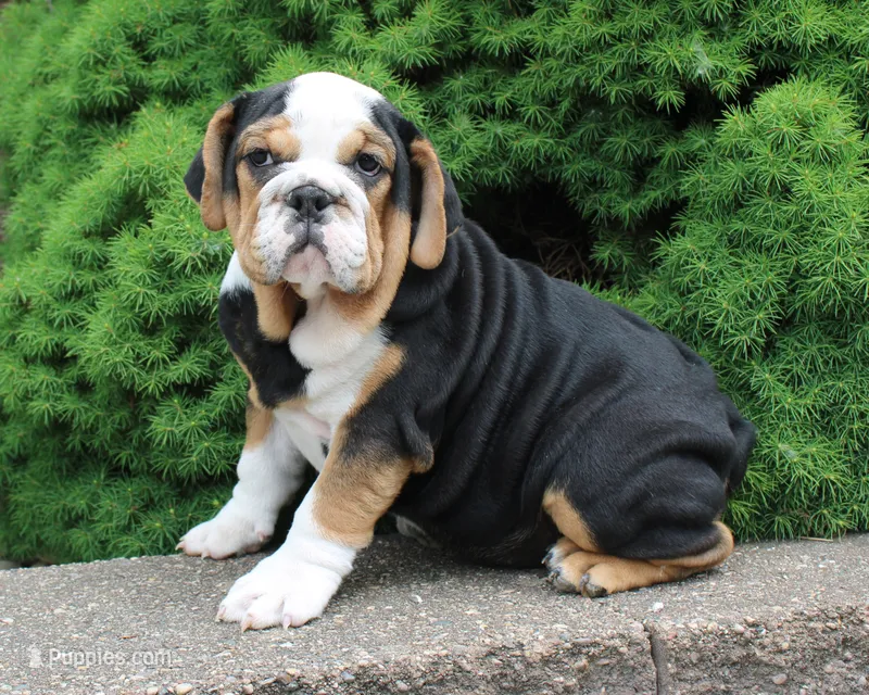 Mabel - English Bulldog